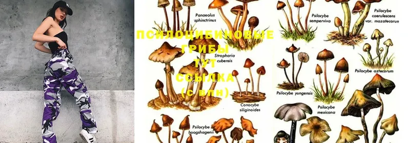 Галлюциногенные грибы Magic Shrooms  shop формула  Большой Камень 